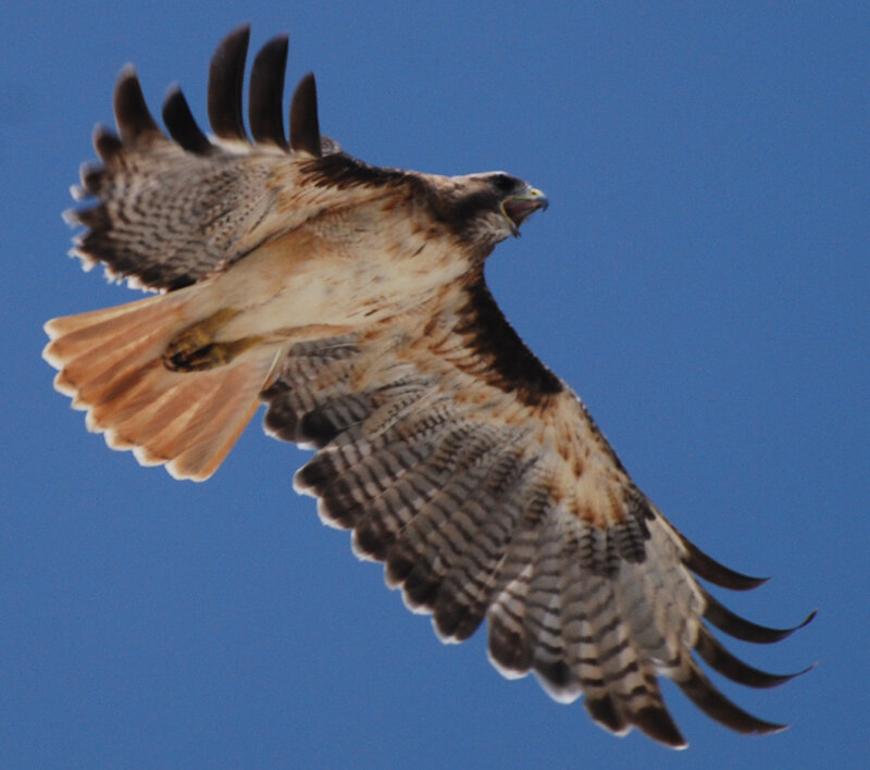 Flying Red-tailed Hawk — Blue