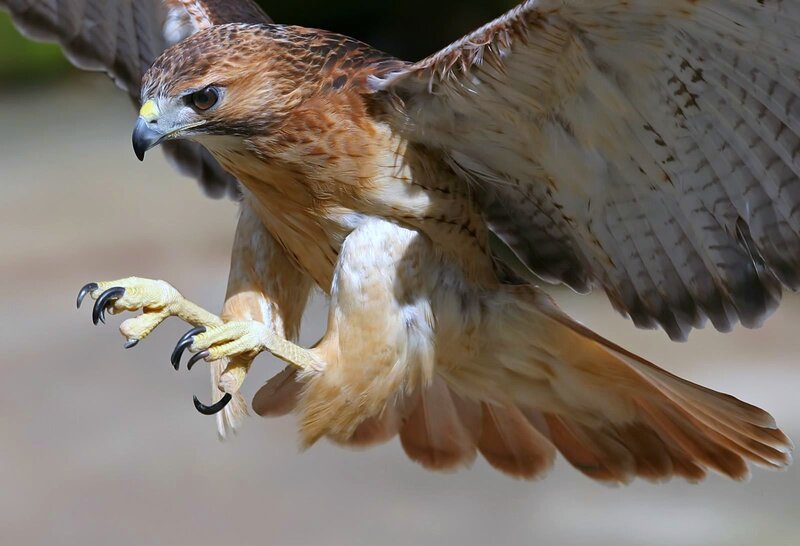 Flying Red-tailed Hawk — Brown, Dynamic