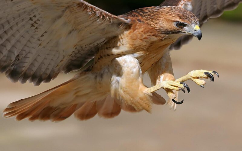 Flying Red-tailed Hawk — Brown, Intense, Afternoon, Photograph