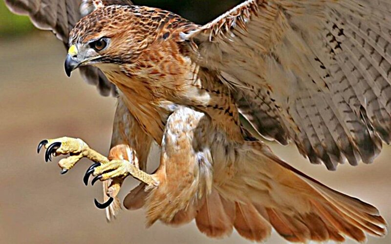 Flying Red-tailed Hawk — Brown, Intense, Afternoon