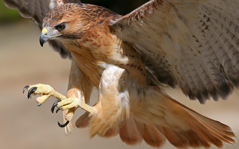 Flying Red-tailed Hawk — Brown