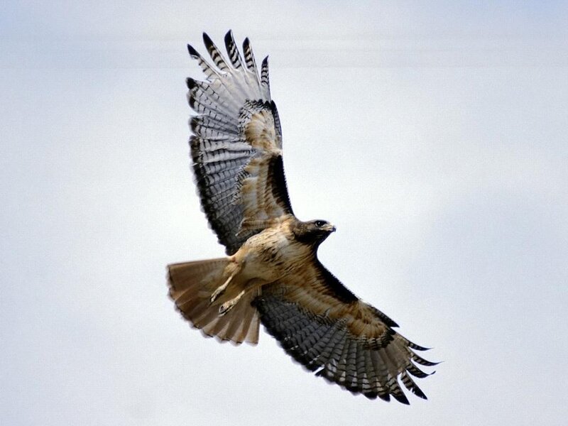 Flying Red-tailed Hawk — Gray