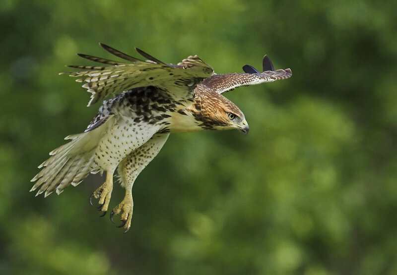 Flying Red-tailed Hawk — Green