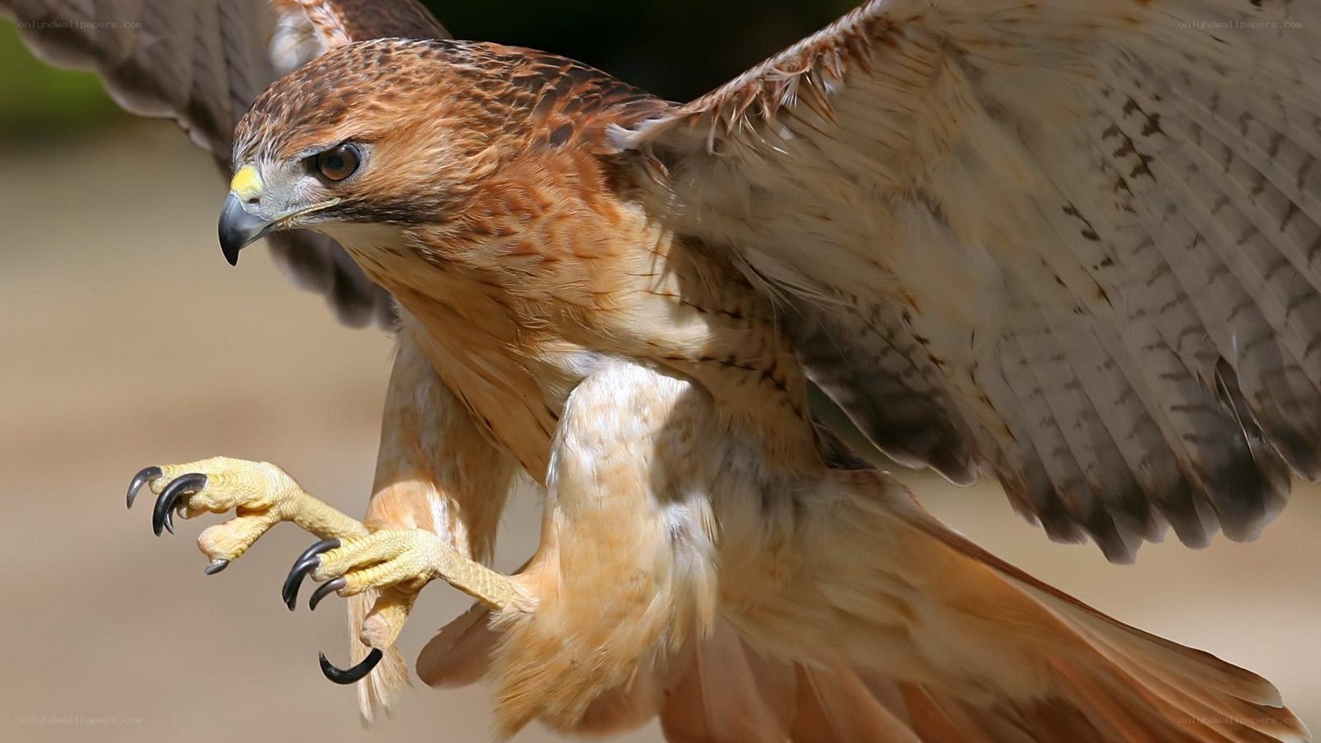 flying red-tailed hawk