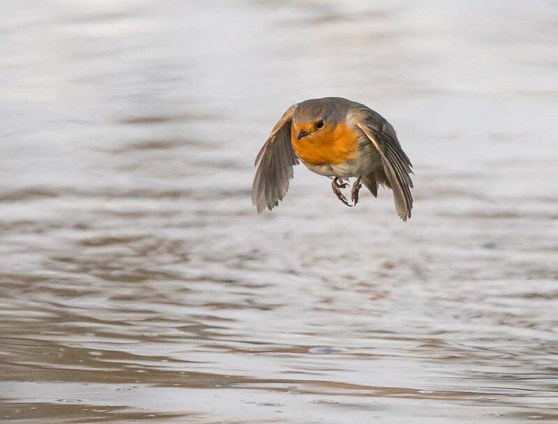 Flying Robin Bird — Orange