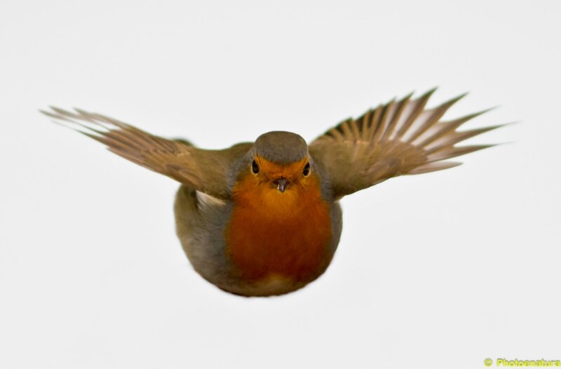 Flying Robin Bird