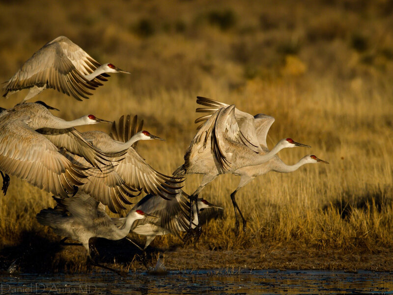 Flying Sandhill Cranes