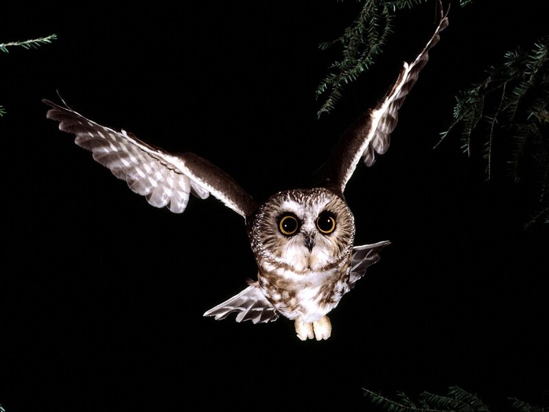 Flying Saw-whet Owl