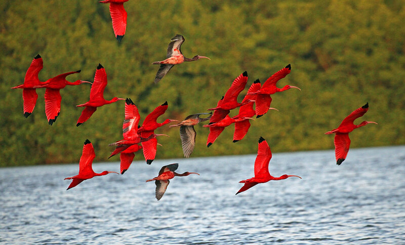 Flying Scarlet Ibis