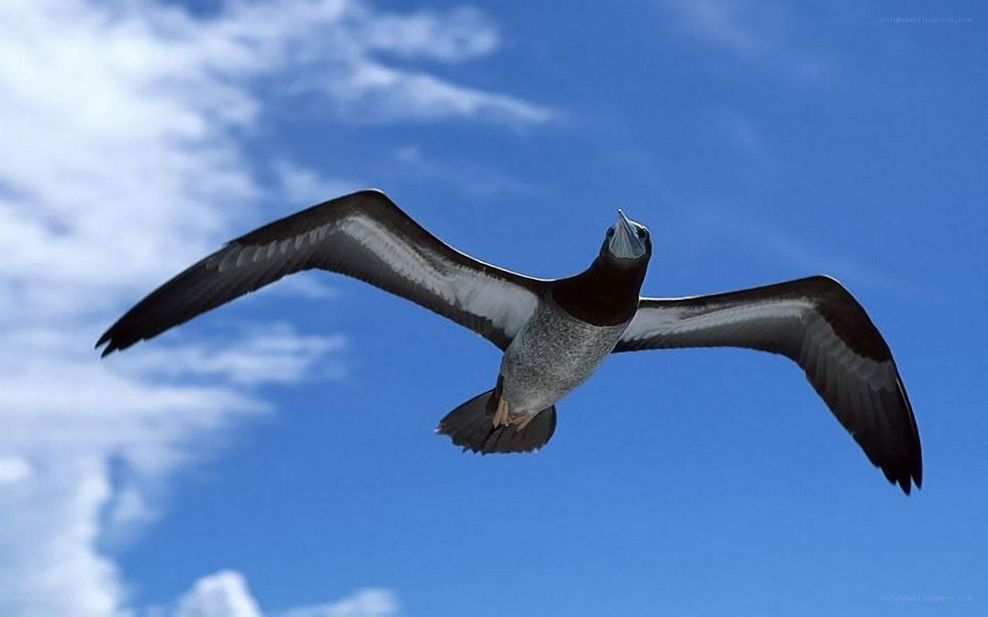 flying seabird against blue sky