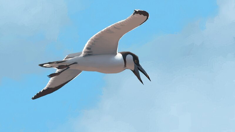 Flying Seabird — Blue