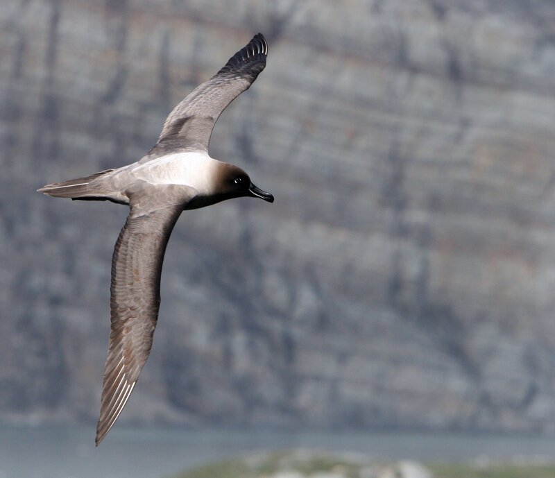 flying seabird over rocky coast