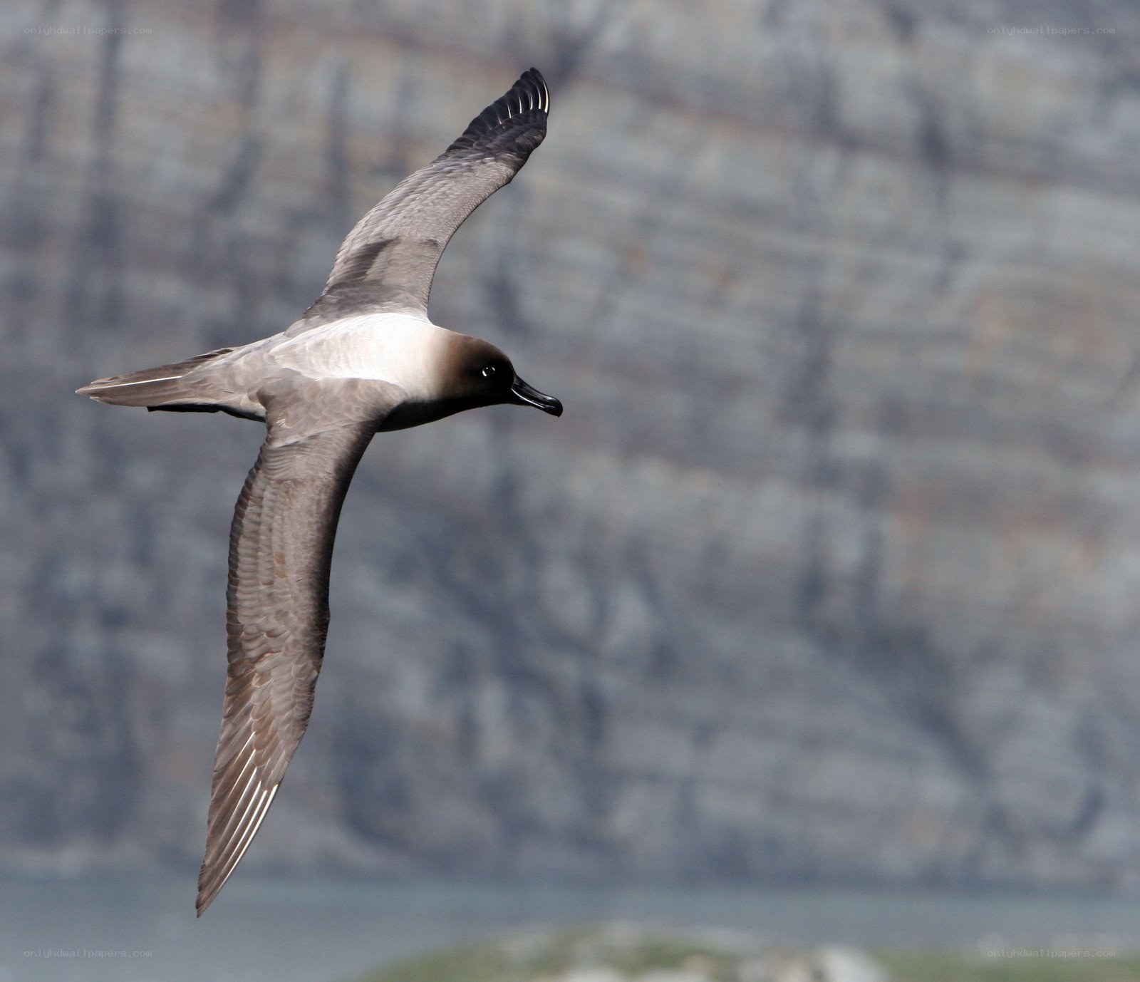 flying seabird over rocky coast