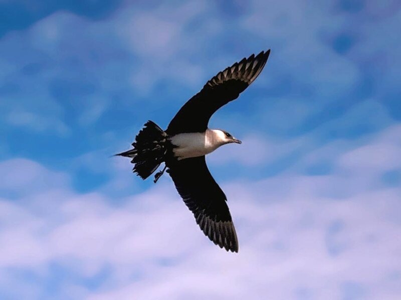 Flying Seabird