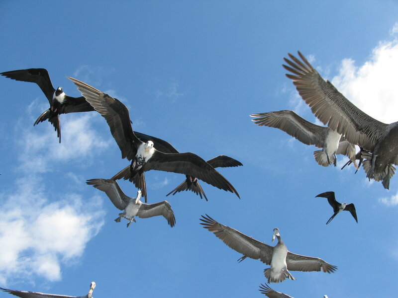 Flying Seabirds