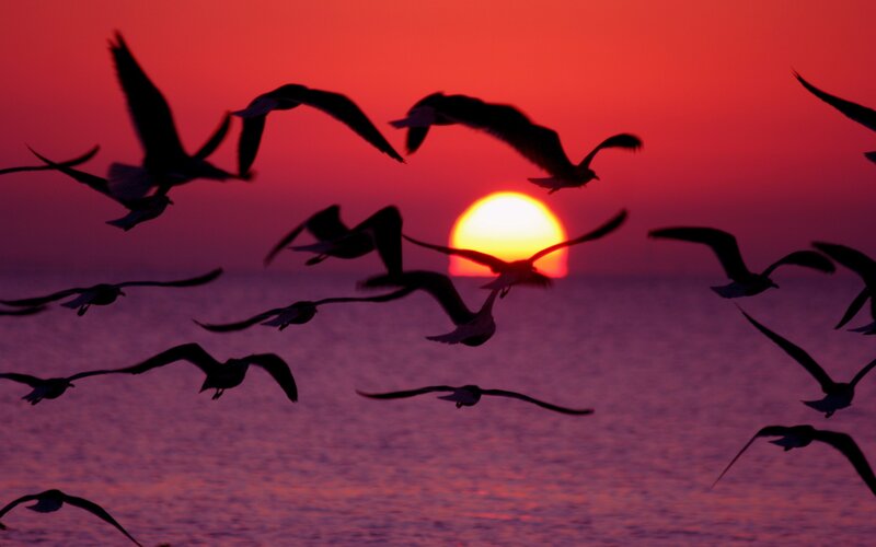 Flying Seagulls at Sunset