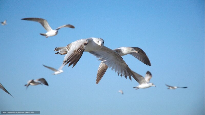 Flying Seagulls — Blue, Calm