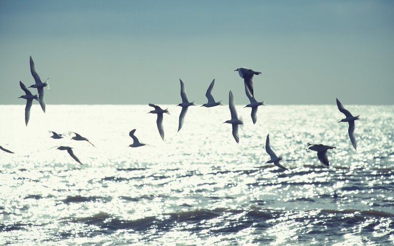 Flying Seagulls over Water — Blue