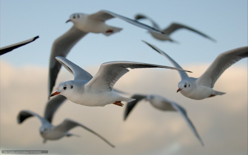 Flying Seagulls — White, Dynamic, Sunset