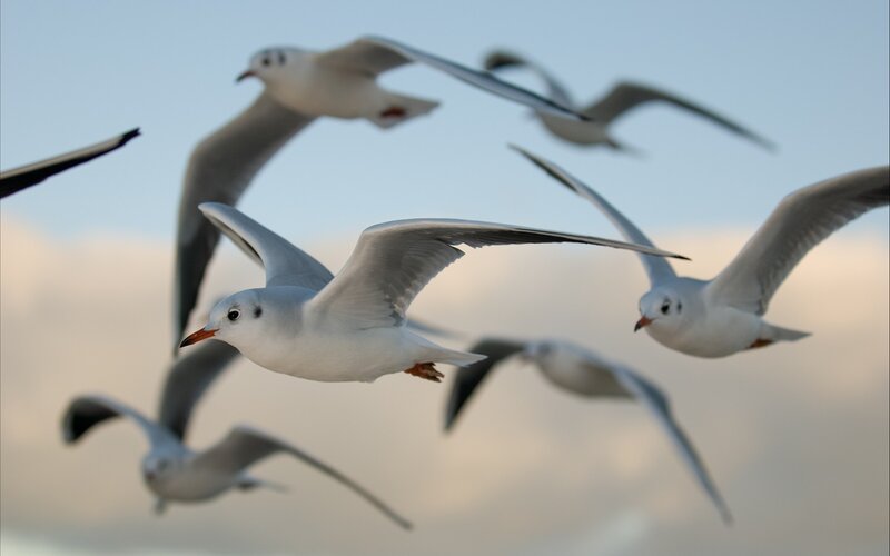 Flying Seagulls — White, Dynamic