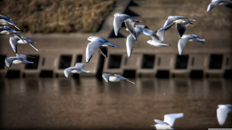 Flying Seagulls — White
