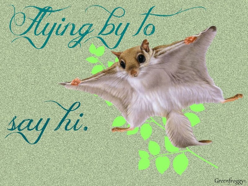 Flying Squirrel Gliding