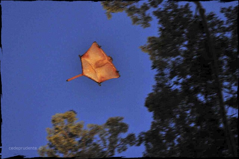 Flying Squirrel in Air