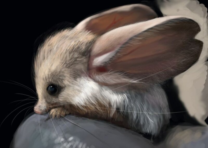 Flying Squirrel in Dark