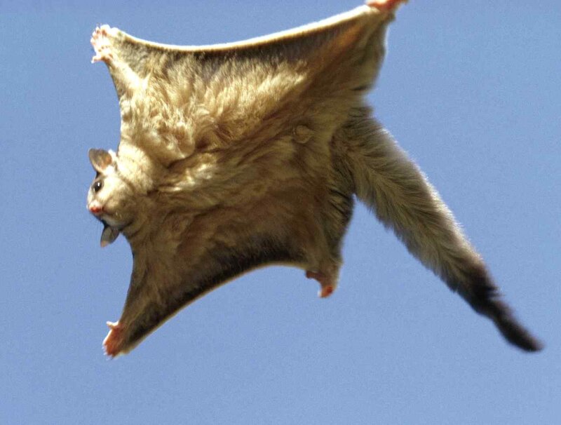 Flying Squirrel in Flight