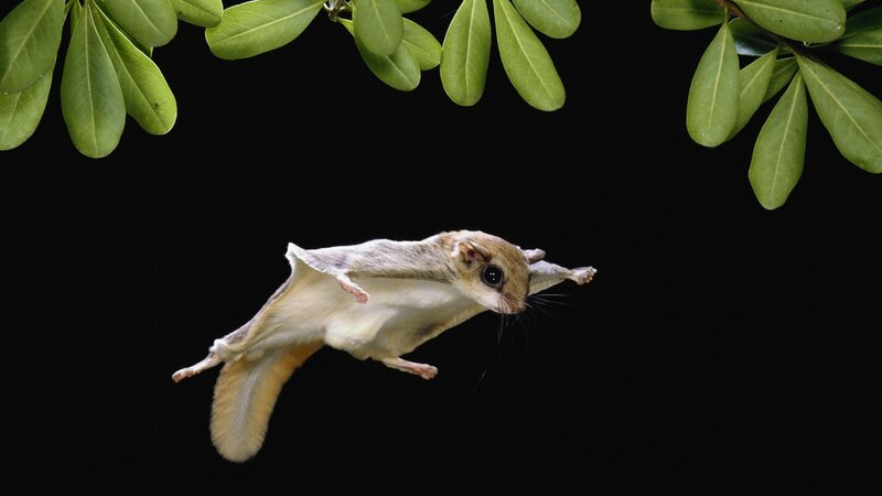 flying squirrel in mid-air