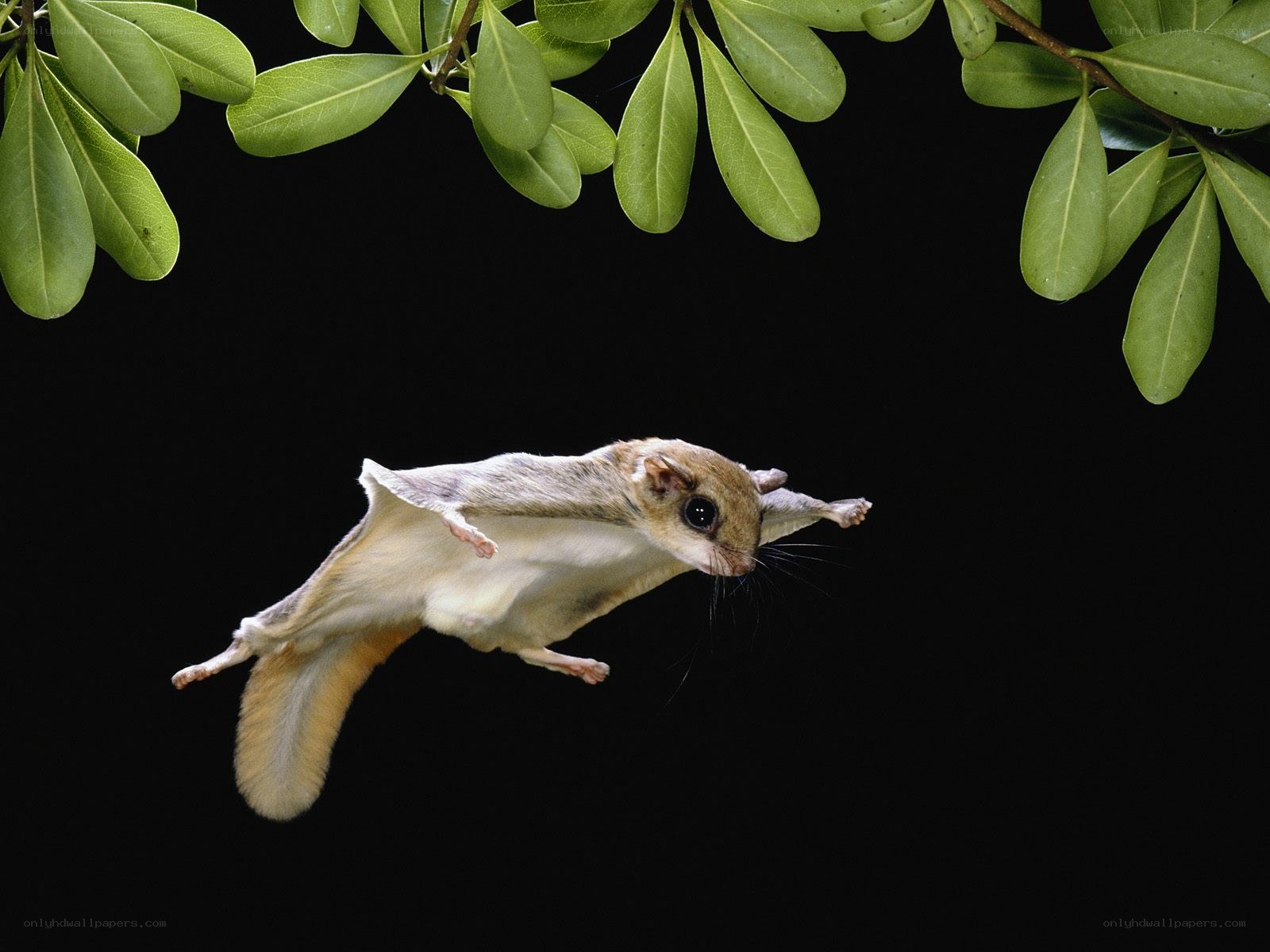 flying squirrel in mid-air
