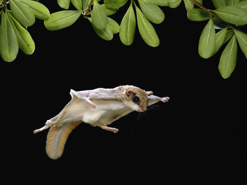 flying squirrel in mid-air