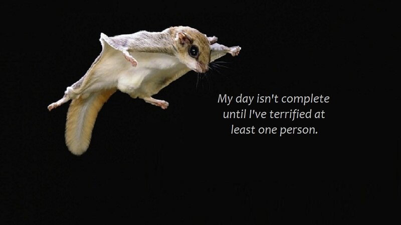 Flying Squirrel in Mid-air — Black