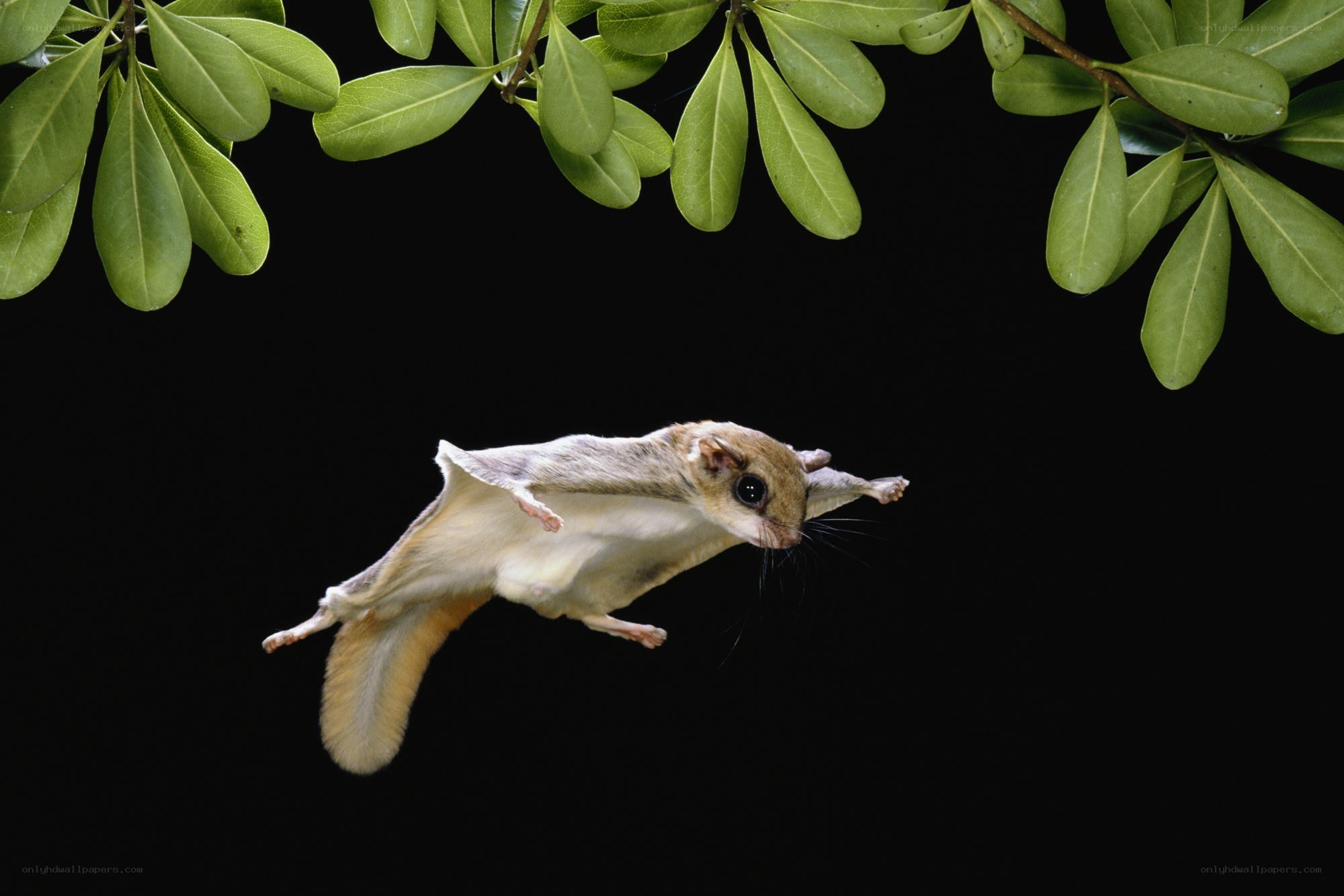 Flying squirrel in mid-air