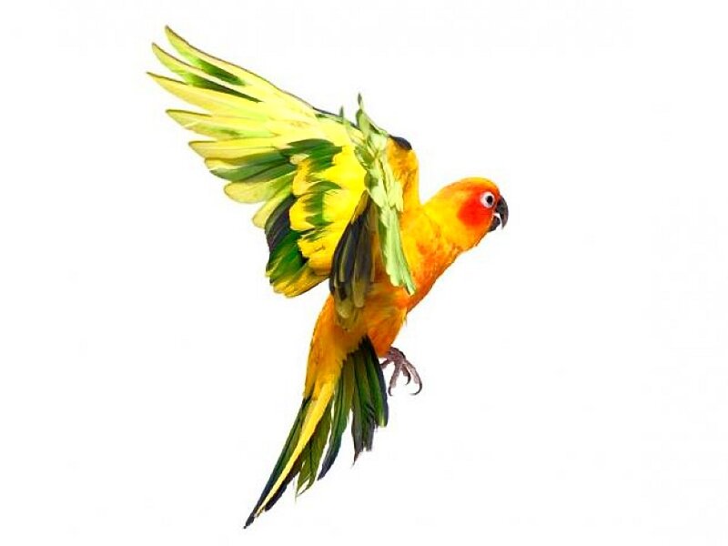 flying sun conure parrot