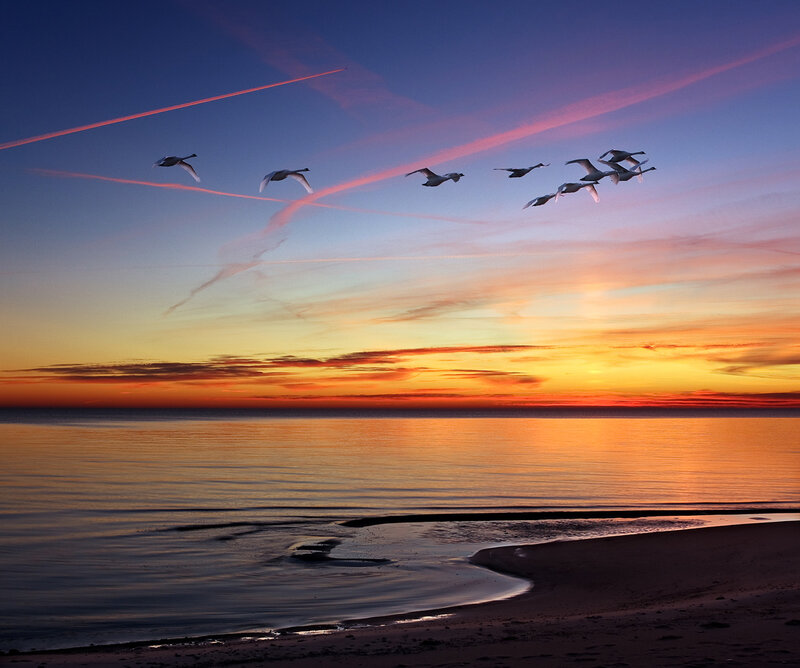Flying Swans at Sunset