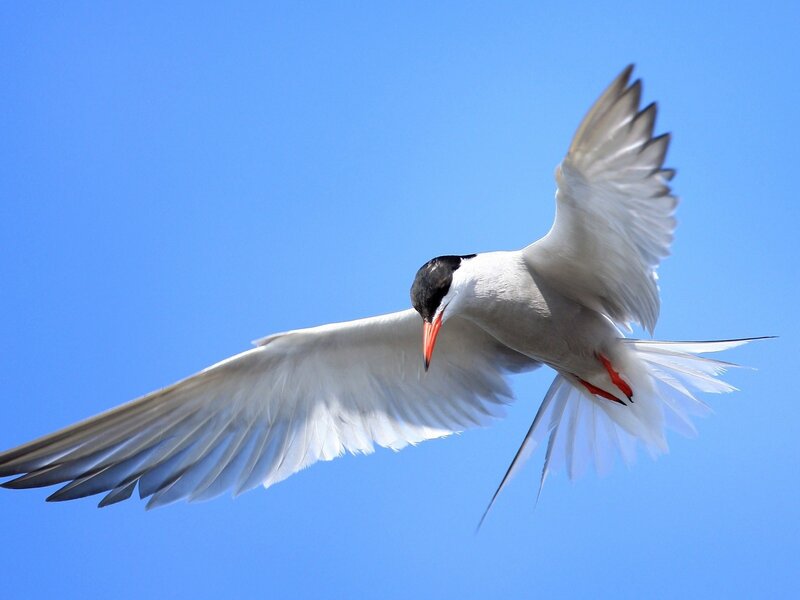 flying tern against blue sky