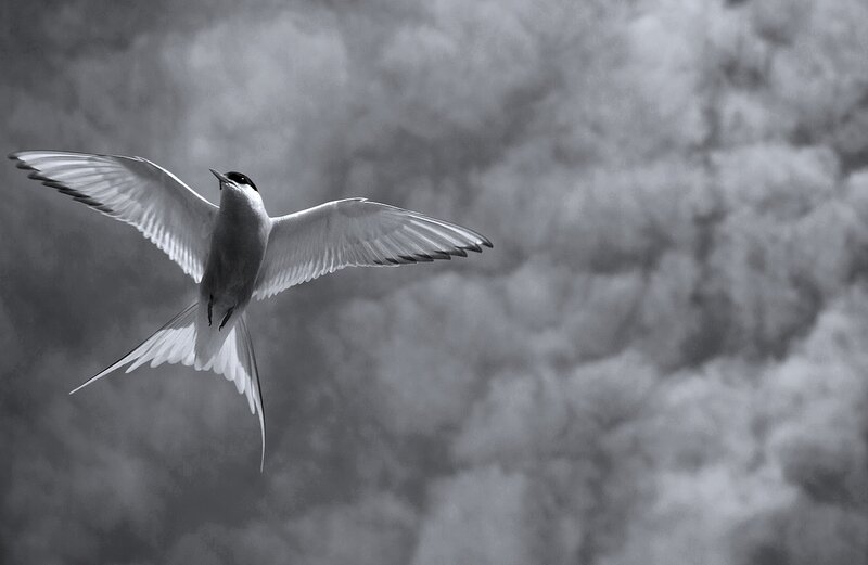 Flying Tern Bird
