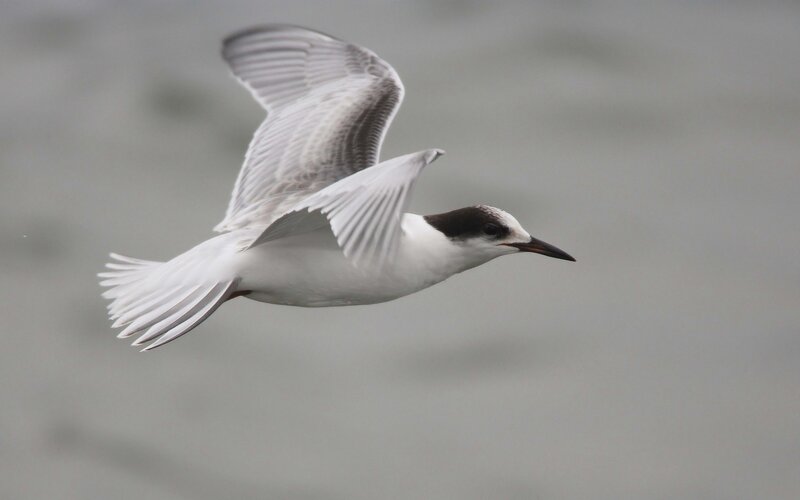 Flying Tern Bird — White