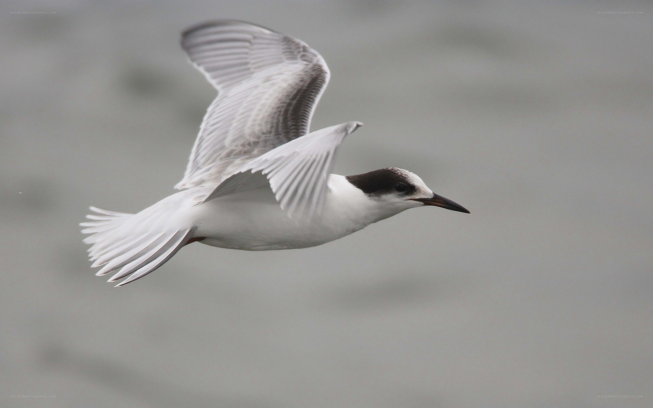 flying tern in flight