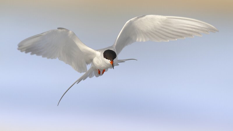 flying tern in flight