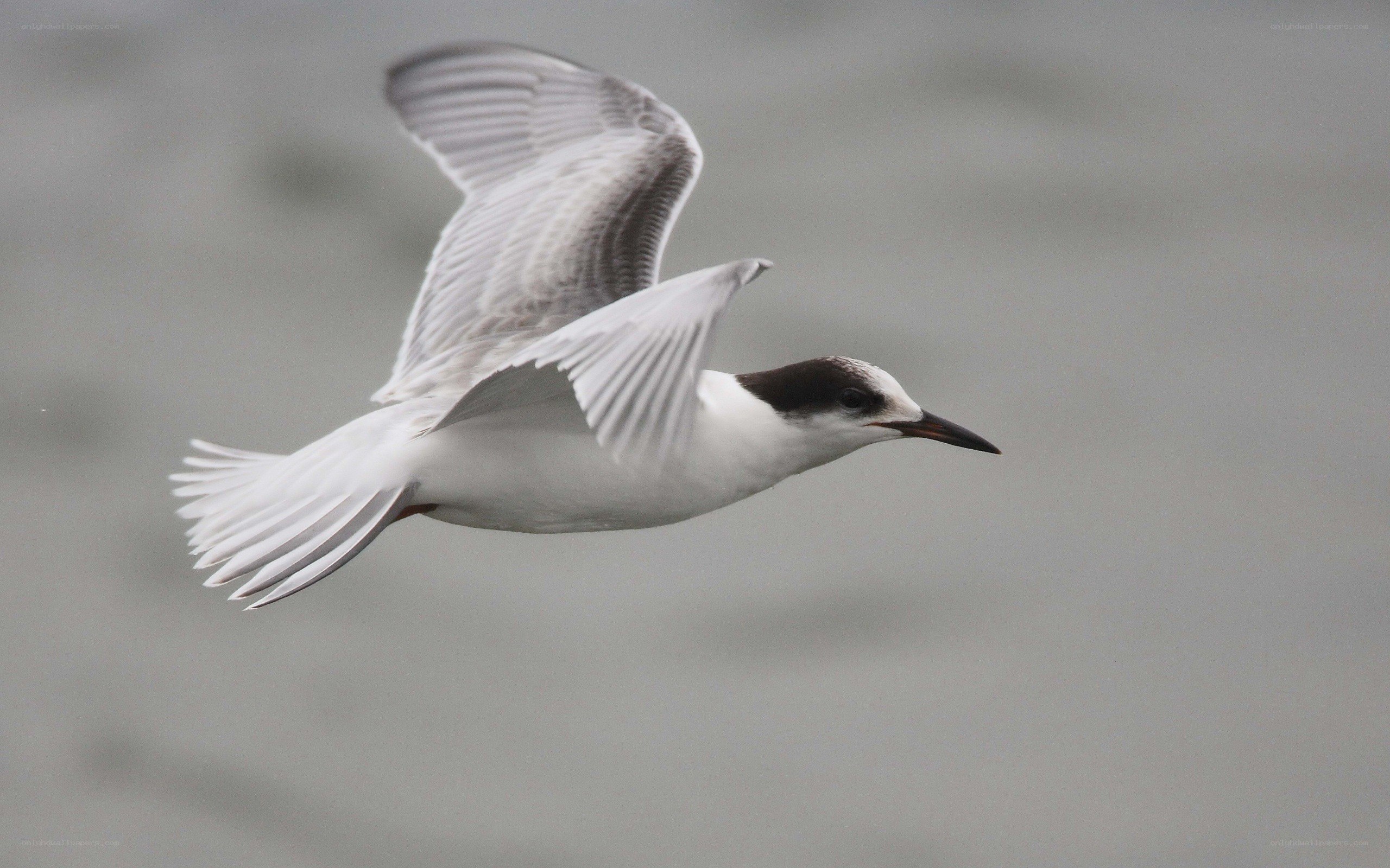 flying tern in motion