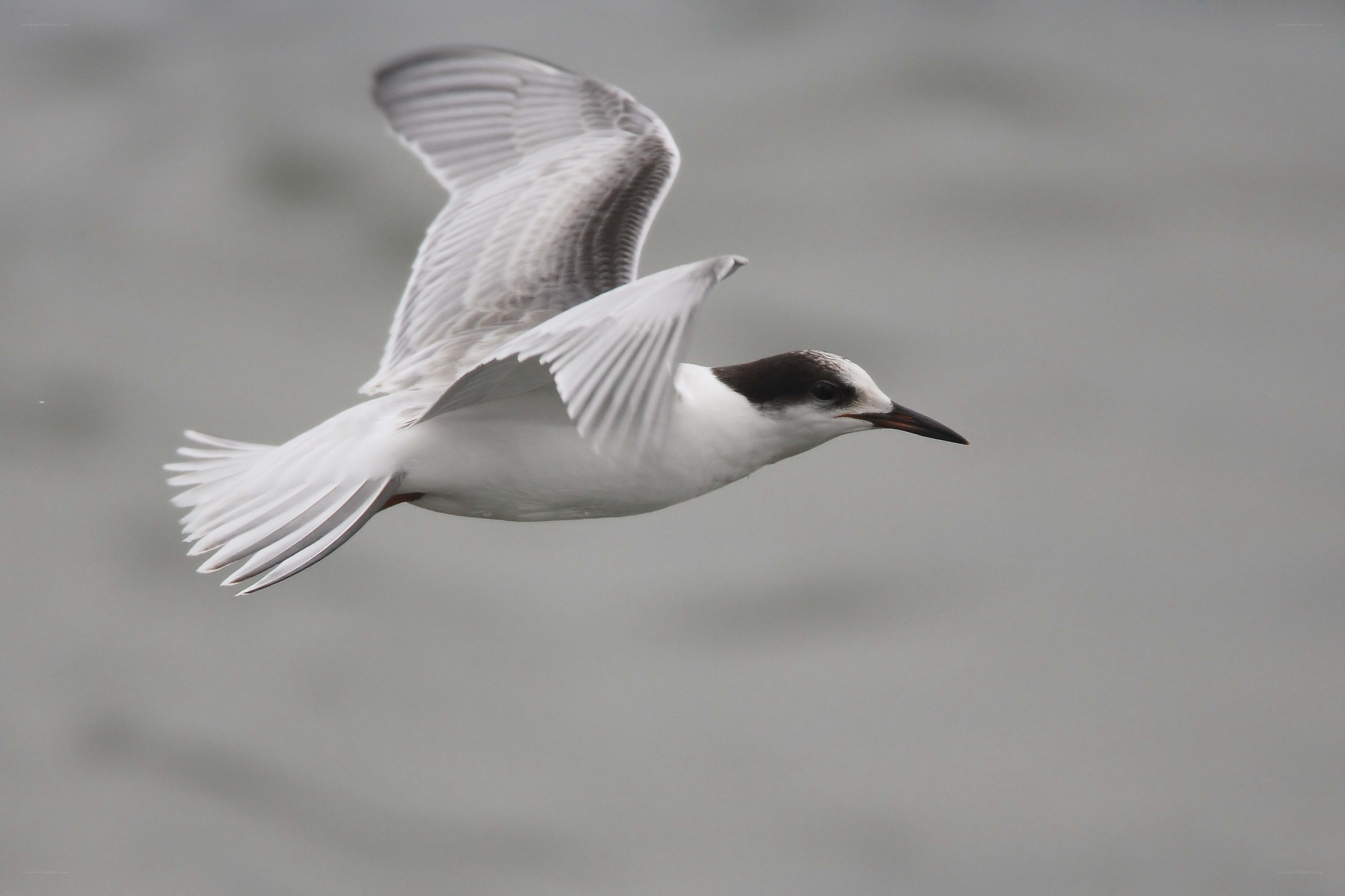flying tern over water