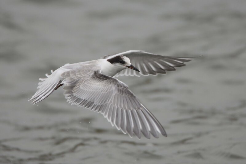 flying tern over water
