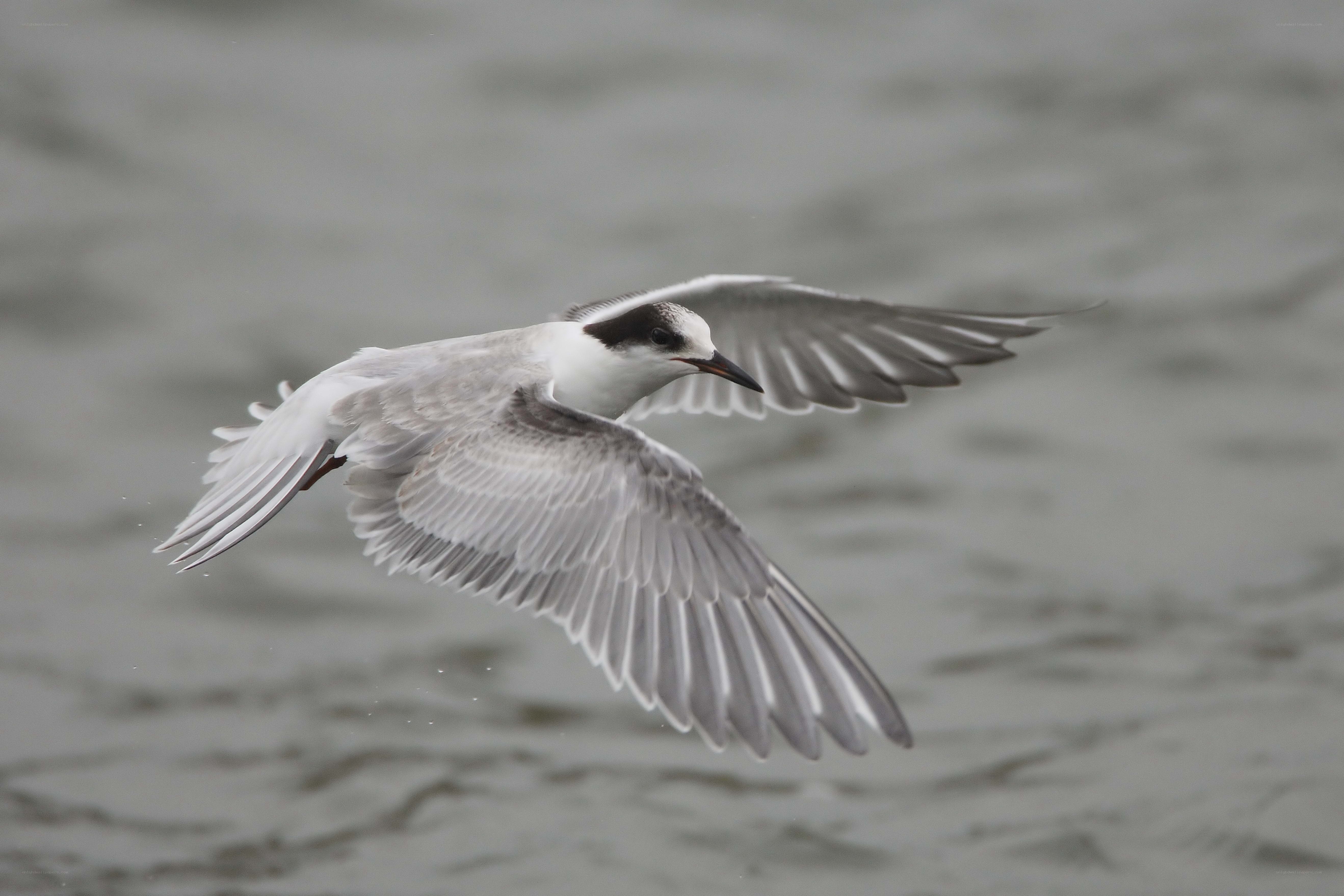flying tern over water