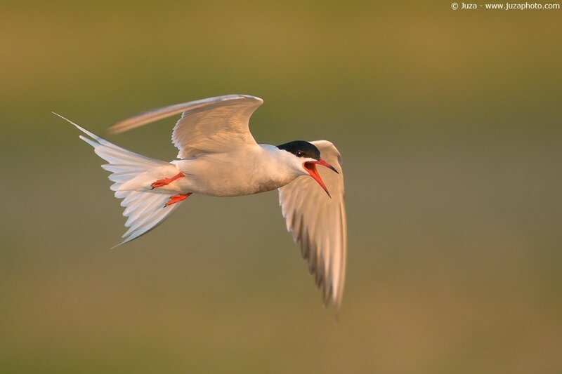 flying tern with open beak