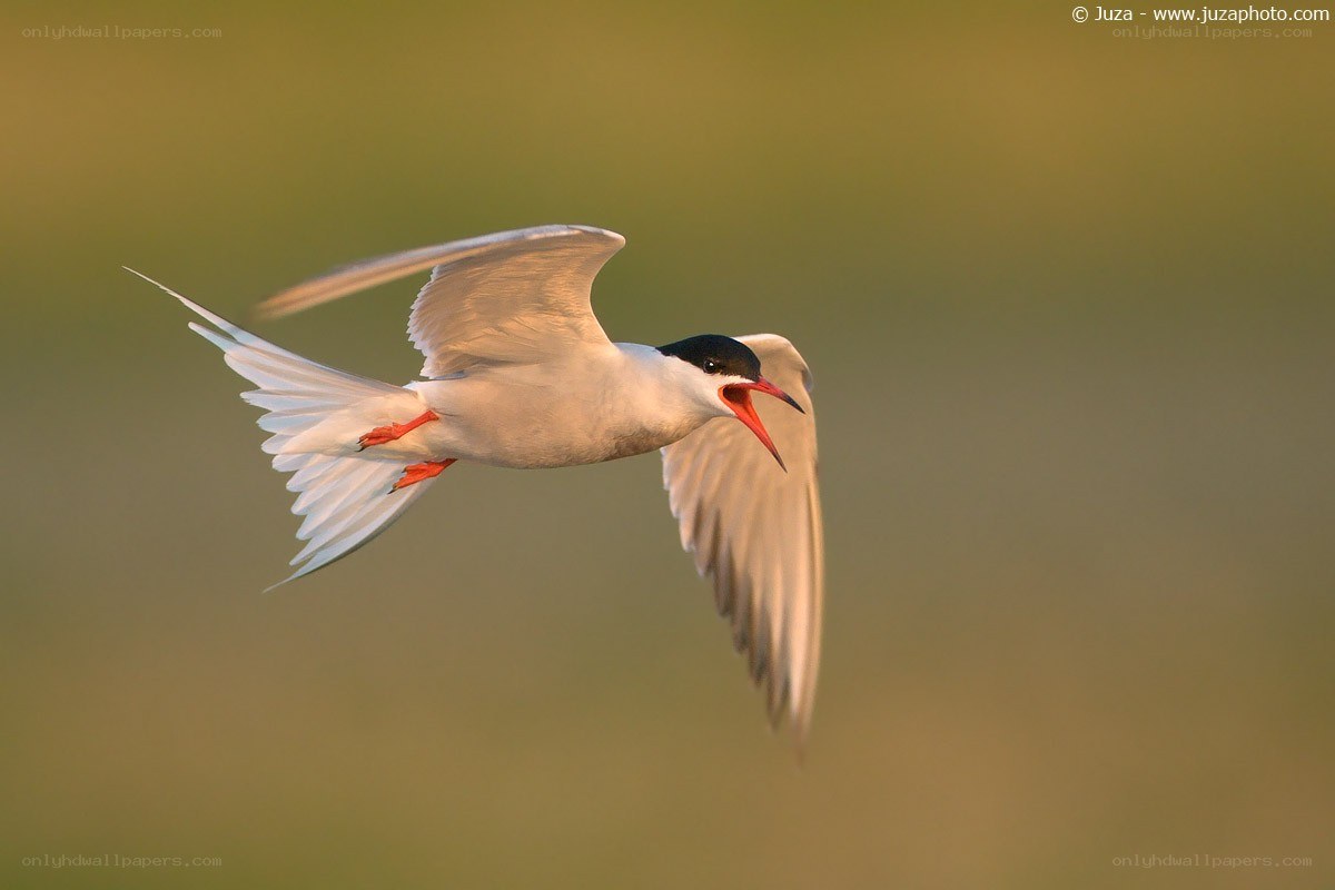 flying tern with open beak