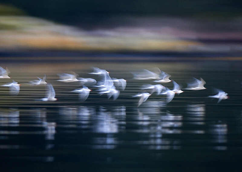 Flying White Birds