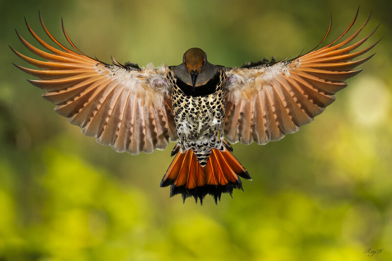 Flying Woodpecker — Brown