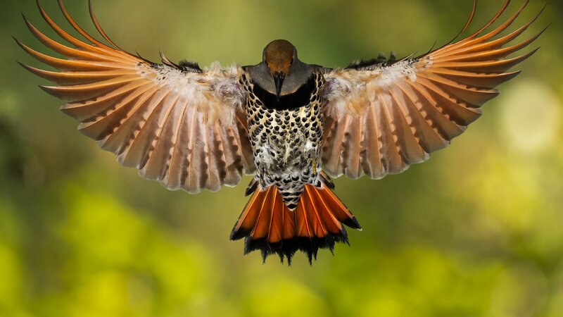 Flying Woodpecker